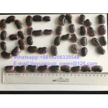 HPS Quality New Crop Large Light Speckled Kidney Bean